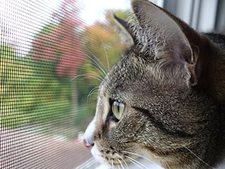 Москитные сетки "Антикошка"